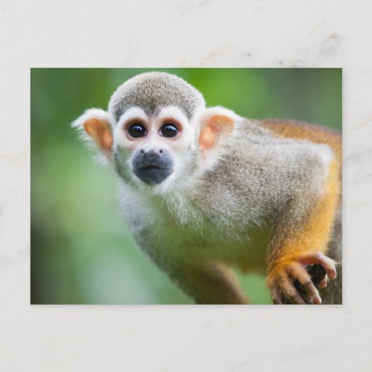 Sluiting van een Common Squirrel Monkey Briefkaart (Voorkant)