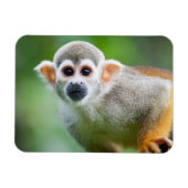 Sluiting van een Common Squirrel Monkey Magneet (Horizontaal)