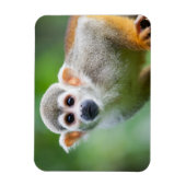 Sluiting van een Common Squirrel Monkey Magneet (Verticaal)