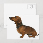 Sluiting van een dachshund briefkaart (Voorkant / Achterkant)