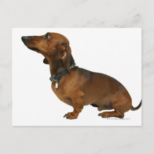 Sluiting van een dachshund briefkaart