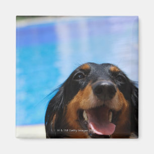 Sluiting van een Dachshund-hond Magneet