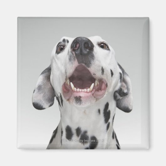 Sluiting van een Dalmatische hond Magneet (Voorkant)