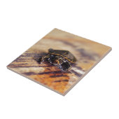 Sluiting van een gekleurde schildpad met Baby Tegeltje (Zijkant)