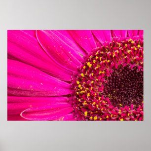 Sluiting van een Gerber daisy Poster