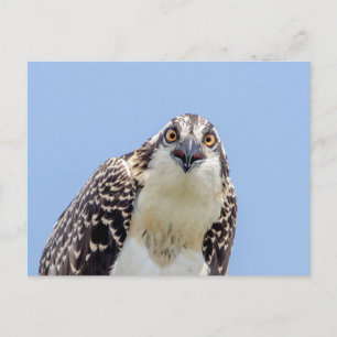 Sluiting van een jonge Osprey Briefkaart