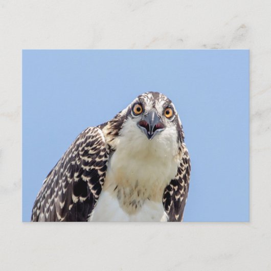 Sluiting van een jonge Osprey Briefkaart (Voorkant)