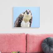 Sluiting van een jonge Osprey Canvas Afdruk (Insitu (Woonkamer))