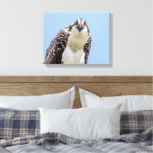 Sluiting van een jonge Osprey Canvas Afdruk (Insitu (Slaapkamer))