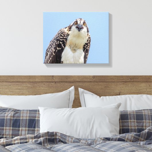 Sluiting van een jonge Osprey Canvas Afdruk (Insitu (Slaapkamer))