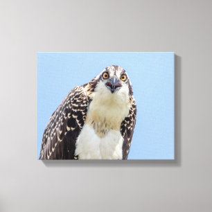 Sluiting van een jonge Osprey Canvas Afdruk