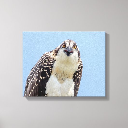 Sluiting van een jonge Osprey Canvas Afdruk (Voorkant)
