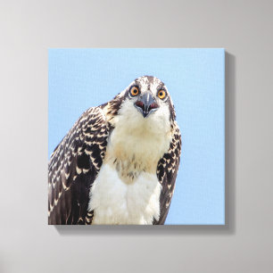 Sluiting van een jonge Osprey Canvas Afdruk