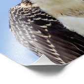 Sluiting van een jonge Osprey Foto Afdruk (Hoek)