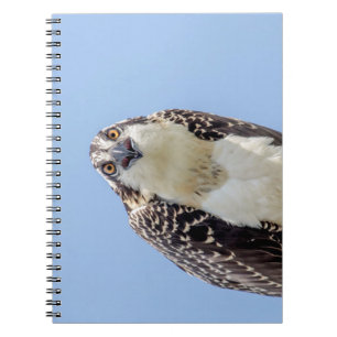 Sluiting van een jonge Osprey Notitieboek
