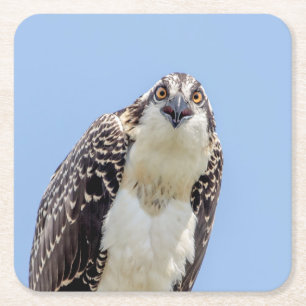 Sluiting van een jonge Osprey Vierkante Kartonnen Onderzetter