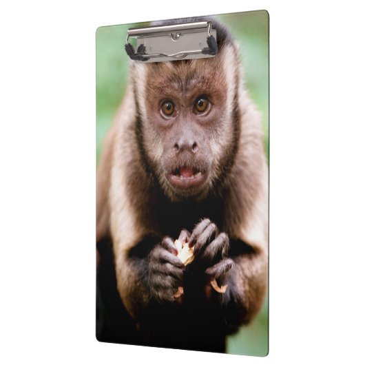 Sluiting van een kapucijnaapje met zwarte loper klembord (Links)