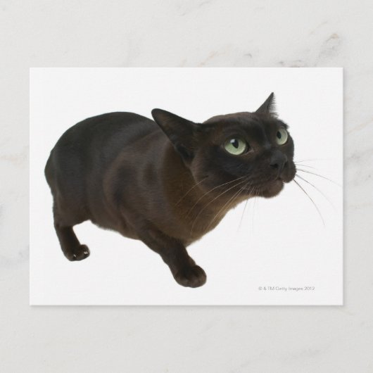 Sluiting van een kat 2 briefkaart (Voorkant)