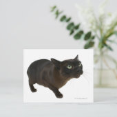 Sluiting van een kat 2 briefkaart (Staand voorkant)