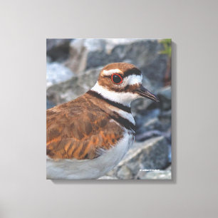 Sluiting van een Killhert Shorebird op de Rocks Canvas Afdruk
