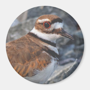 Sluiting van een Killhert Shorebird op de Rocks Magneet