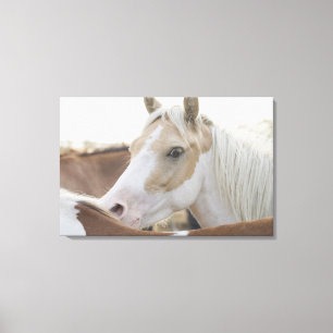 Sluiting van een kudde paarden 2 canvas afdruk