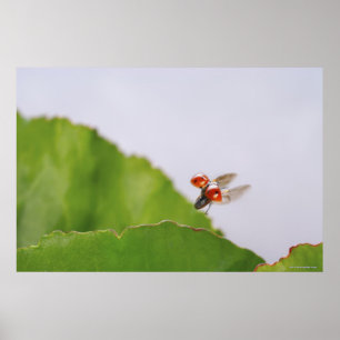 Sluiting van een ladybug boven een blad poster