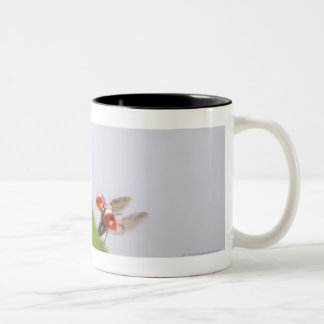 Sluiting van een ladybug boven een blad tweekleurige koffiemok