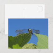 Sluiting van een libellen tegen een heldere blauwe briefkaart (Voorkant / Achterkant)