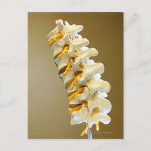 Sluiting van een medisch model van de wervels van  briefkaart