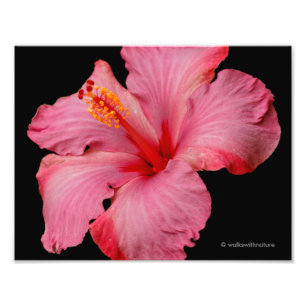 Sluiting van een mooie roze hibiscus foto afdruk