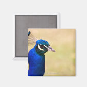 Sluiting van een pauw 2 magneet (Voorkant / Achterkant)