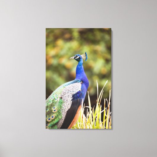 Sluiting van een pauw canvas afdruk (Voorkant)