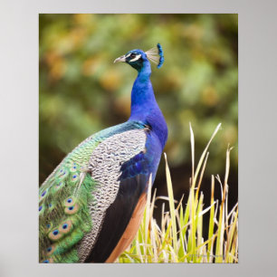 Sluiting van een pauw poster