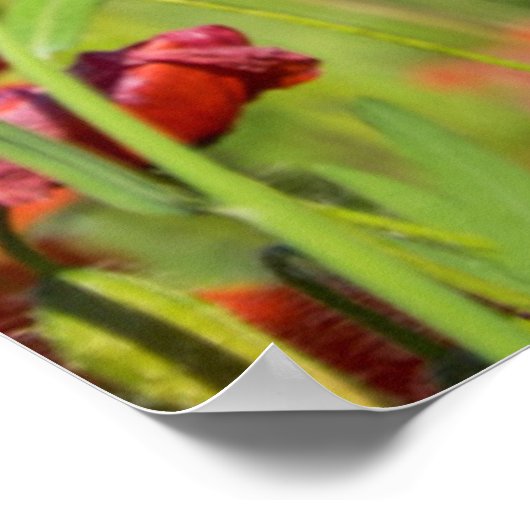 Sluiting van een Poppy-veld, Frankrijk Poster (Hoek)