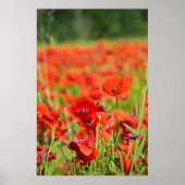Sluiting van een Poppy-veld, Frankrijk Poster (Voorkant)