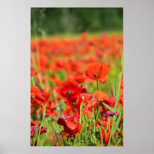 Sluiting van een Poppy-veld, Frankrijk Poster