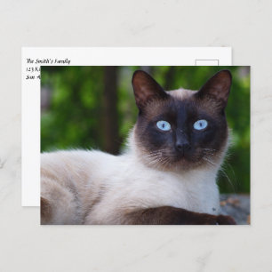 Sluiting van een Siamese kat met blauwe ogen Briefkaart