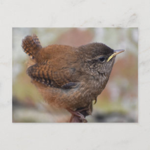 Sluiting van een stuitende jonge vrouw briefkaart