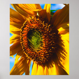 Sluiting van een zonnebloem poster