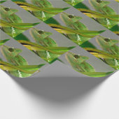 Sluiting van gesluierde kameleon onder het plant b cadeaupapier (Hoek)