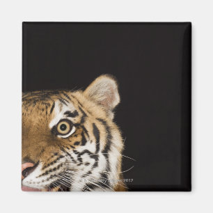 Sluiting van het aanstootgevende tijgergezicht magneet