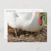 Sluiting van het Briefkaart van Swan (Voorkant / Achterkant)