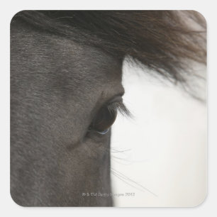 Sluiting van het paardenoog en het paardenhaar vierkante sticker