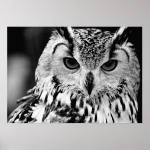 Sluiting van het portret van Euraziatische arend-u Poster