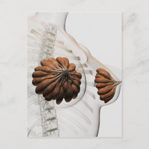 Sluiting van het Vrouw Mammary Glands Briefkaart