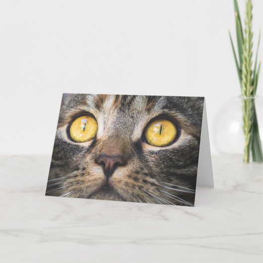 Sluiting van kat met gele ogen kaart (Voorkant)