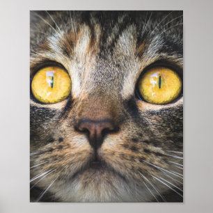 Sluiting van kat met gele ogen poster
