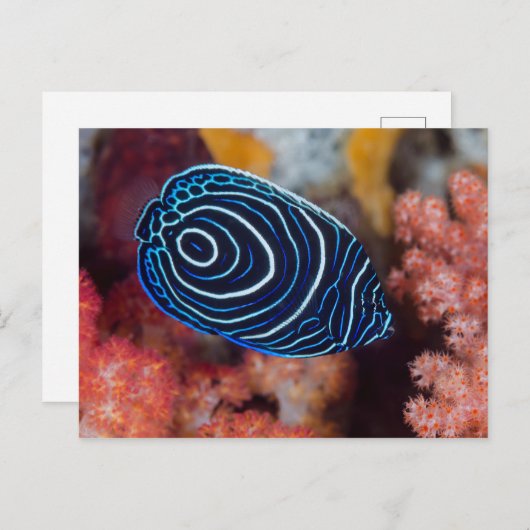 Sluiting van keizer Angelfish Briefkaart (Voorkant / Achterkant)