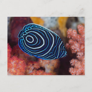 Sluiting van keizer Angelfish Briefkaart
